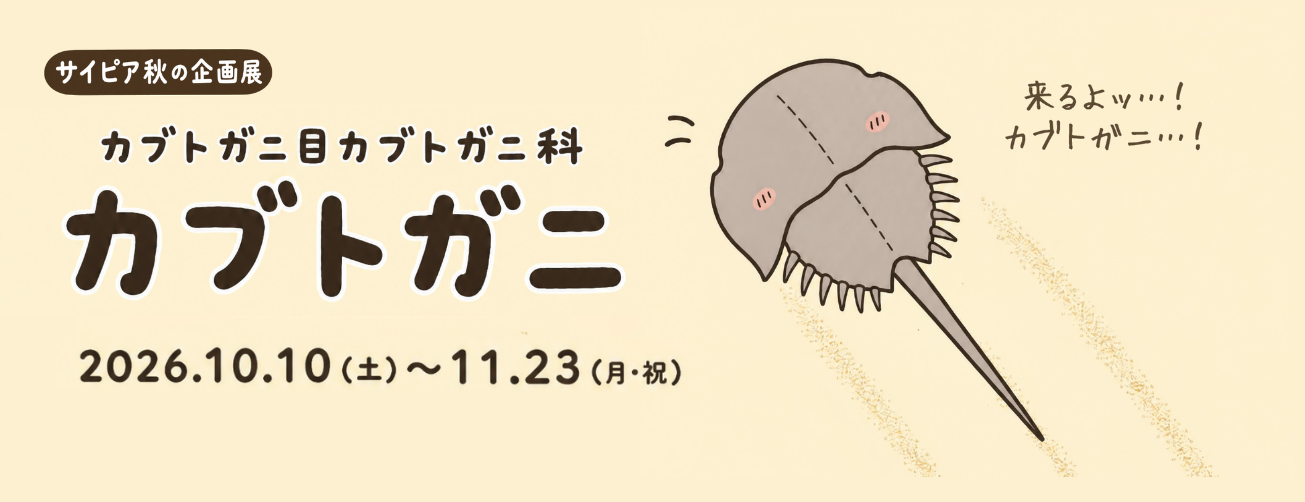 企画展「カブトガニ目カブトガニ科カブトガニ」